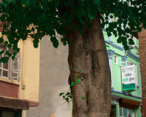 Peepal Tree